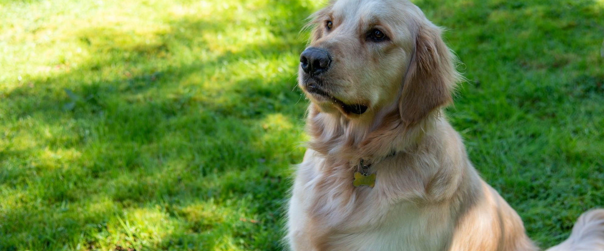 Chevy - adoptable pet at Skagit Humane Society