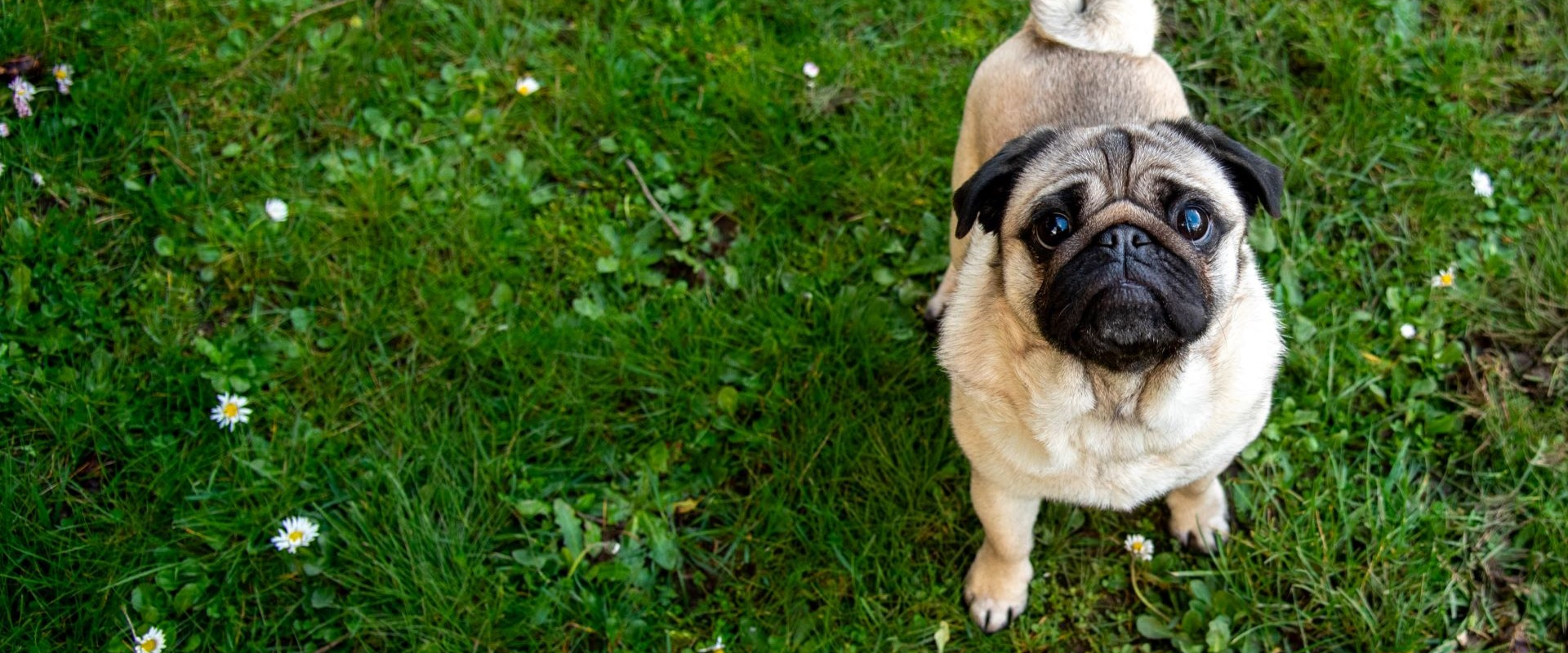 Lola - adoptable pet at Skagit Humane Society