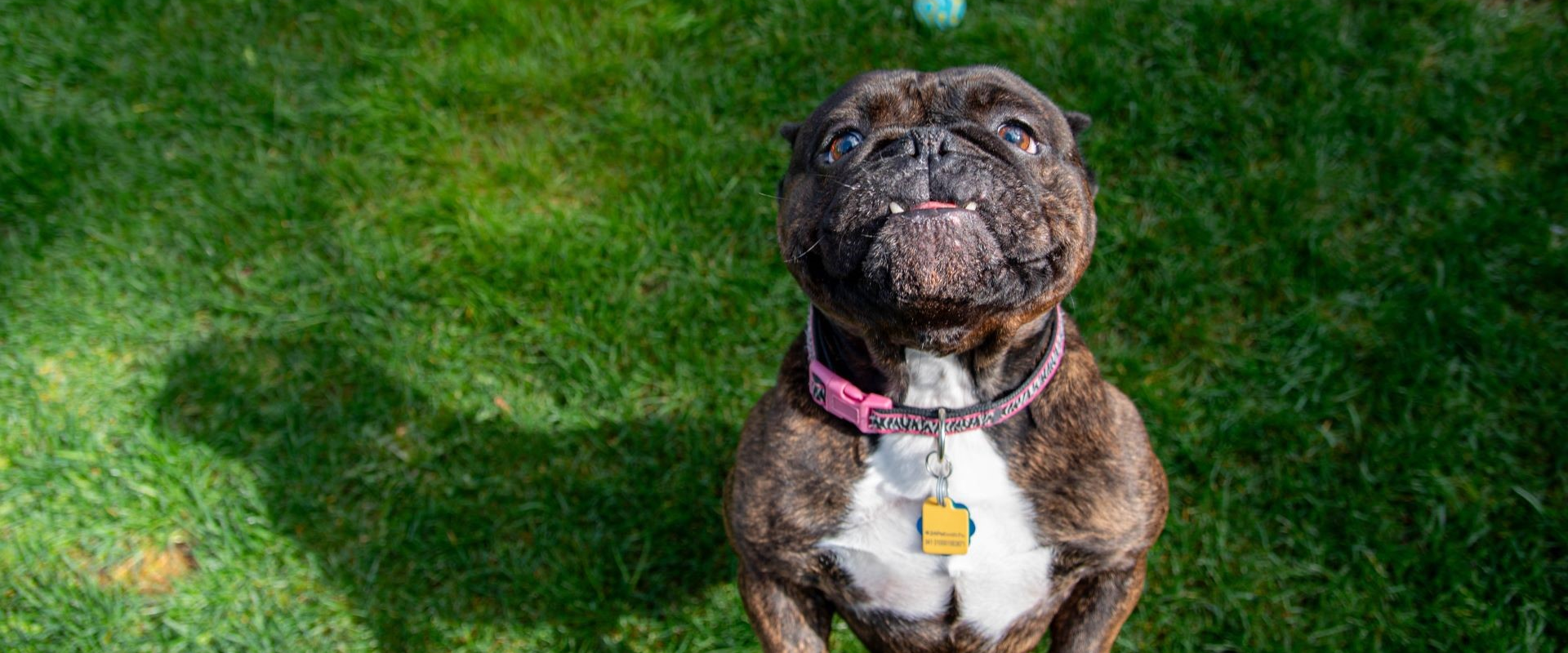 Sadie - adoptable pet at Skagit Humane Society