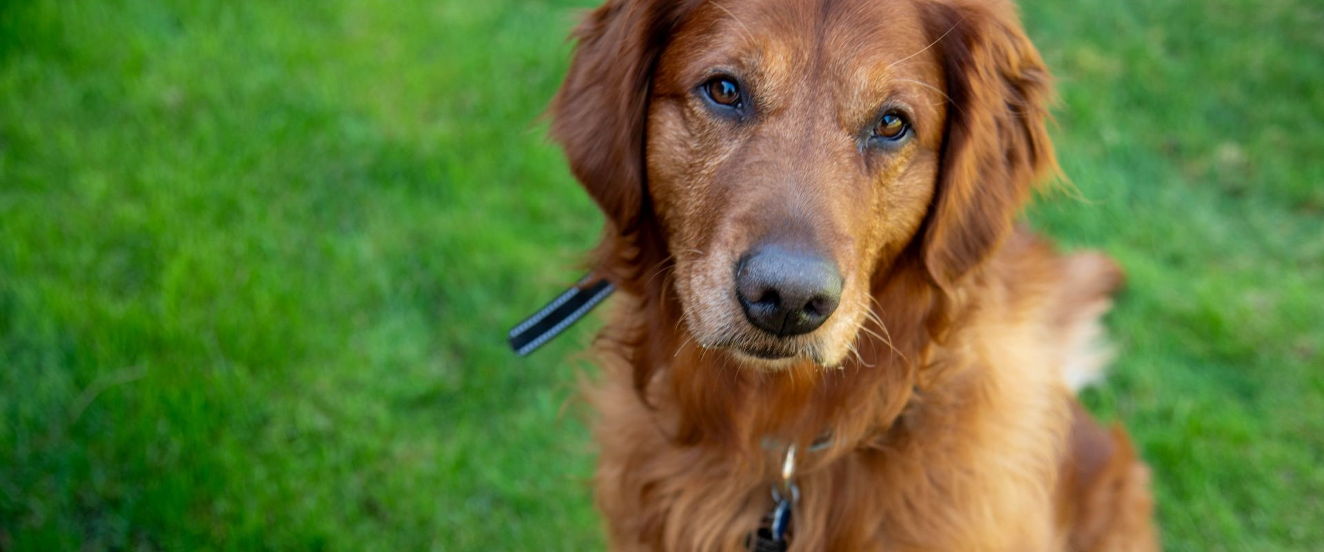 Sparky - adoptable pet at Skagit Humane Society