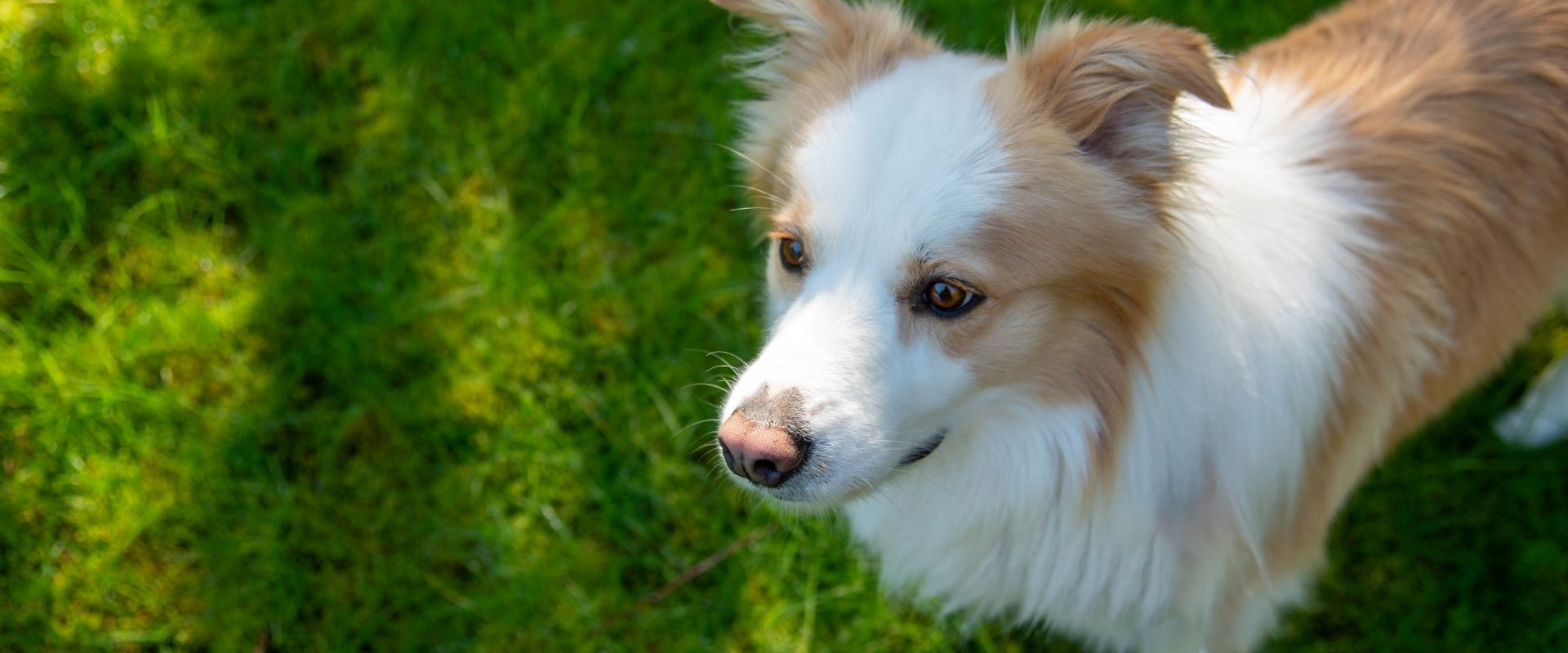 Bravo - adoptable pet at Skagit Humane Society