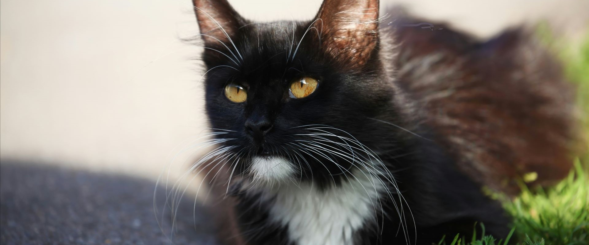 Luna - adoptable pet at Skagit Humane Society