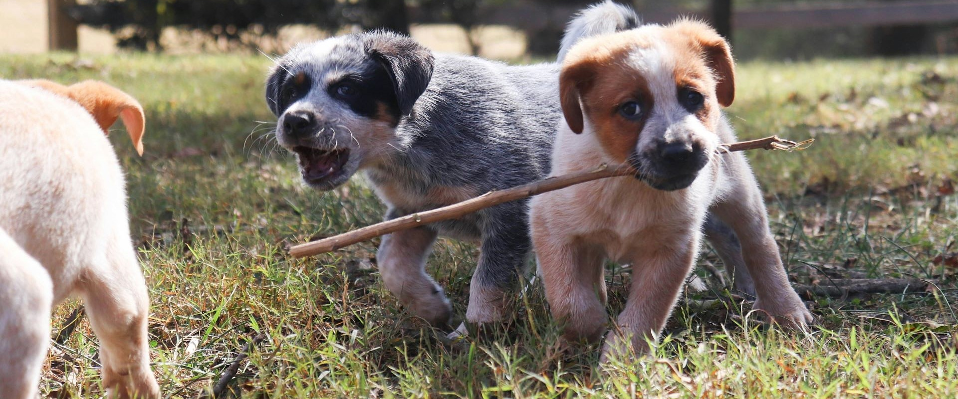 Cute puppies at Skagit Humane