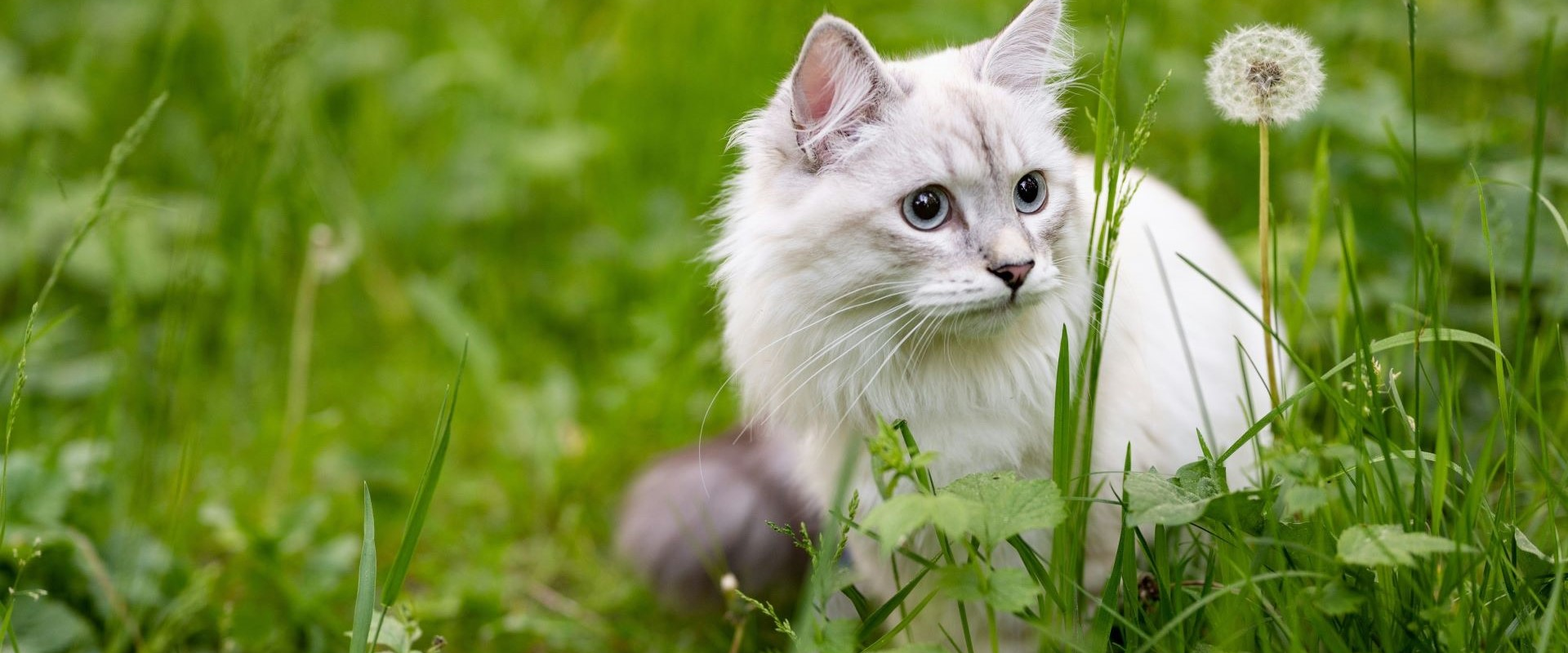 Snowflake - adoptable pet at Skagit Humane Society